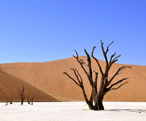 arbre séché dans le désert